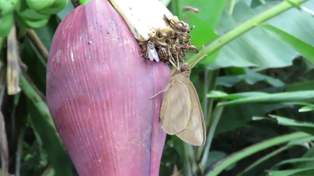 Genus Erionota