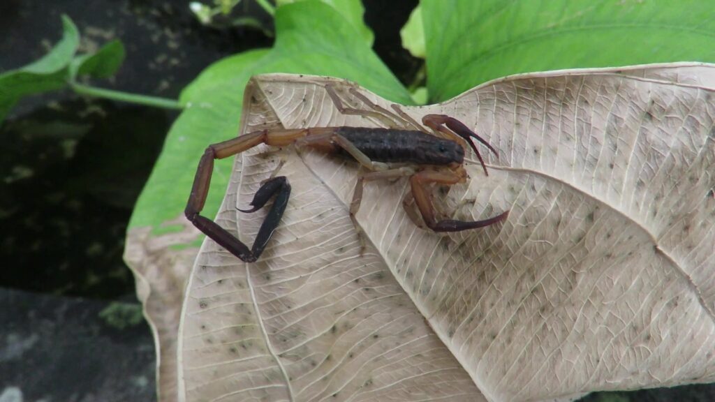 Forest Thicktail Scorpions