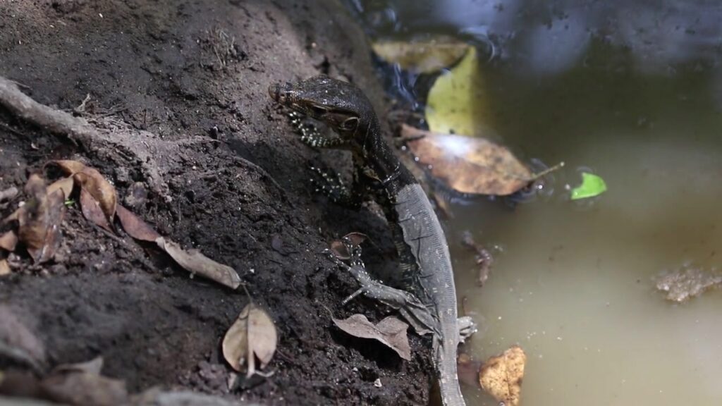 Common Water Monitor