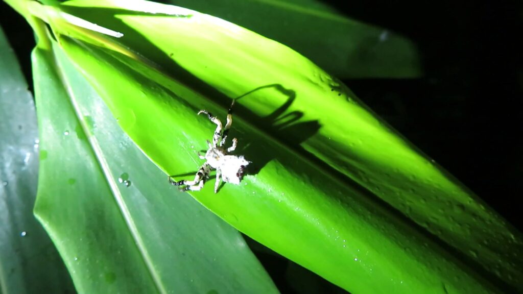 Bird Dropping Crab Spiders