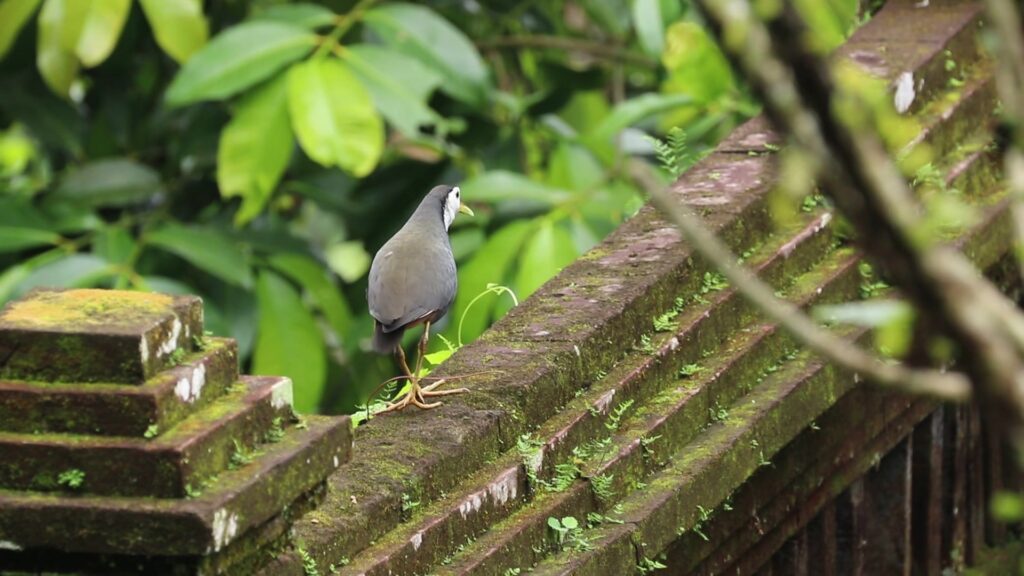 White-breasted Waterhen