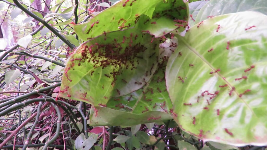 Typical Weaver Ants