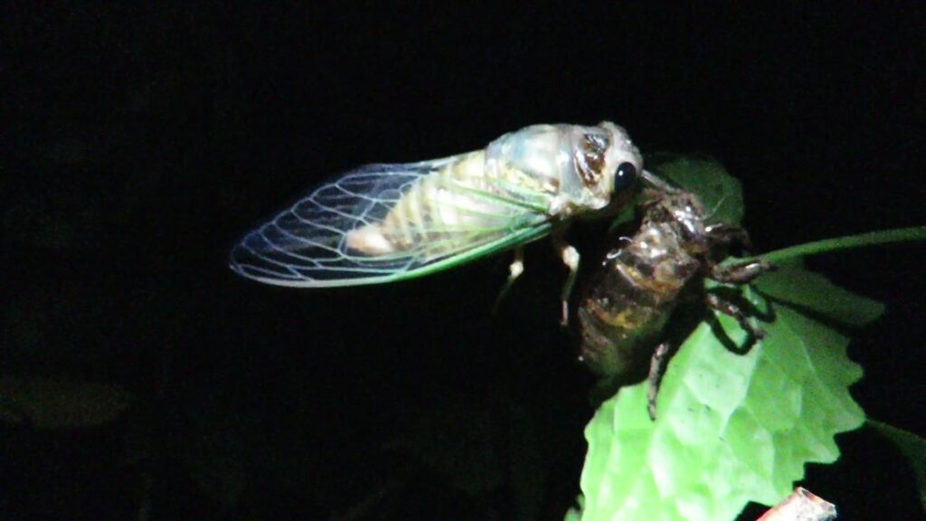 Subtribe Tacuina