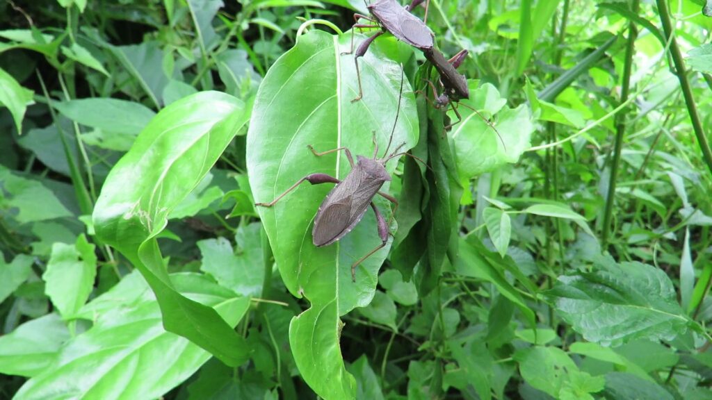 Genus Mictis