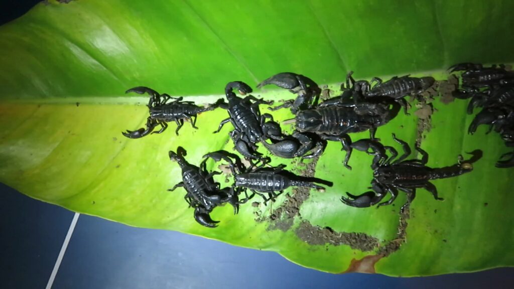 Largeclaw Scorpions
