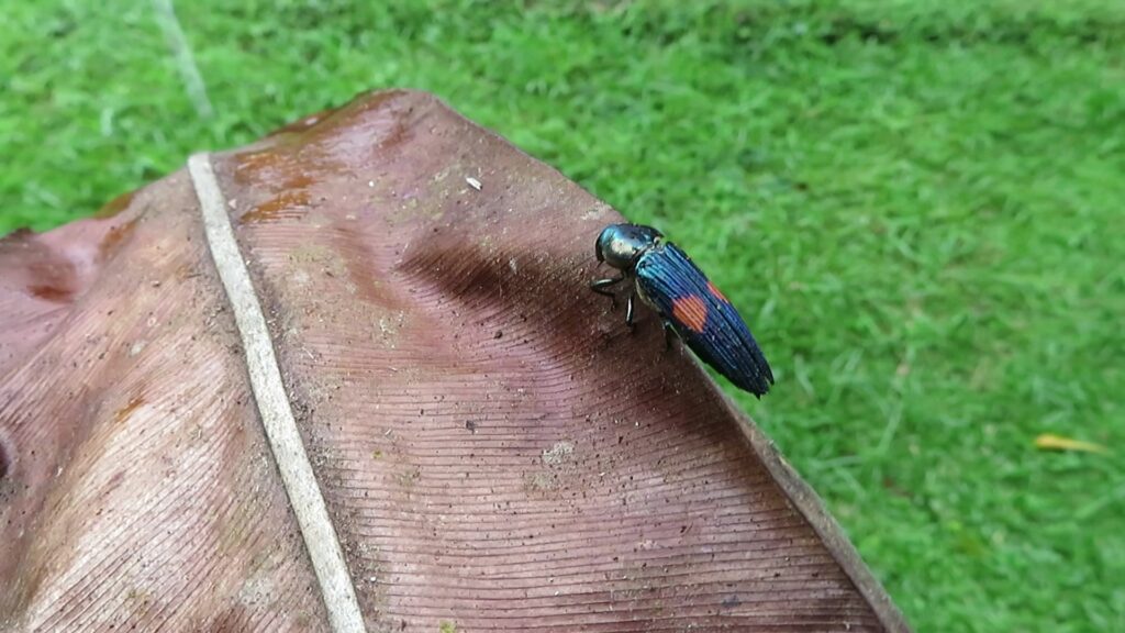 Strigoptera bimaculata