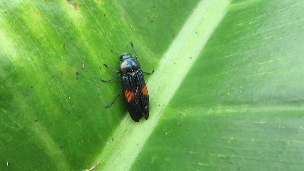 Strigoptera bimaculata
