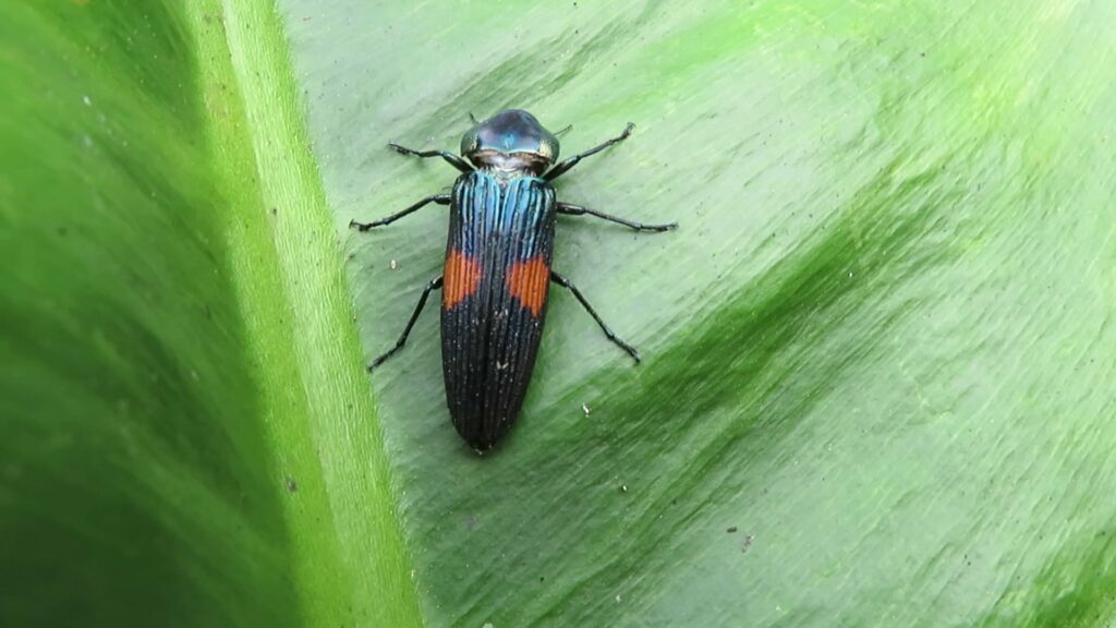 Strigoptera bimaculata