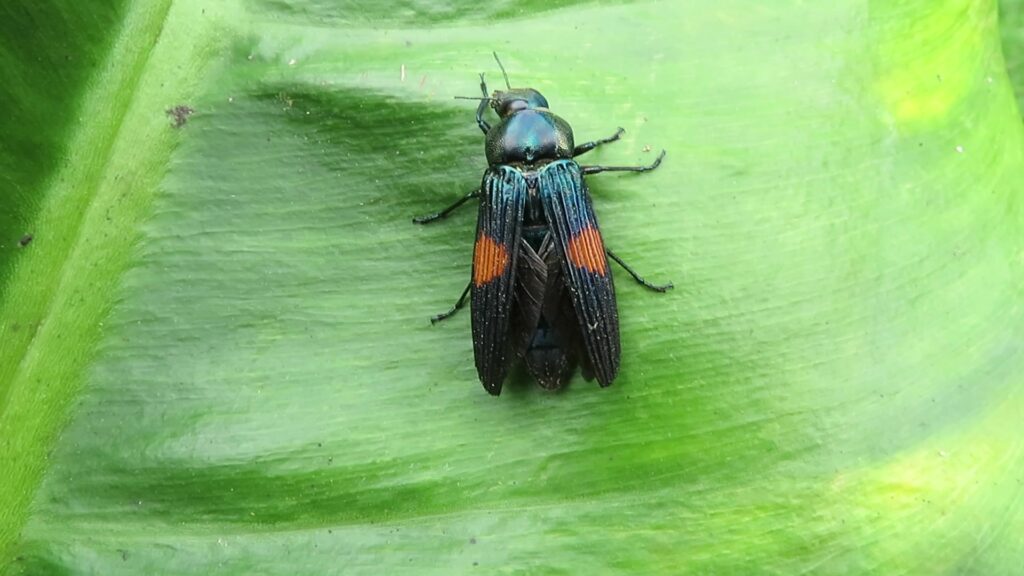 Strigoptera bimaculata