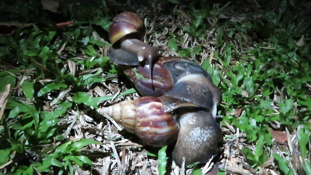 Siput Agate Raksasa