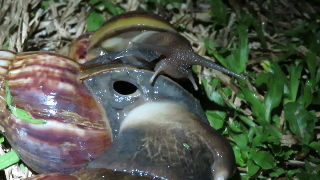 Siput Agate Raksasa