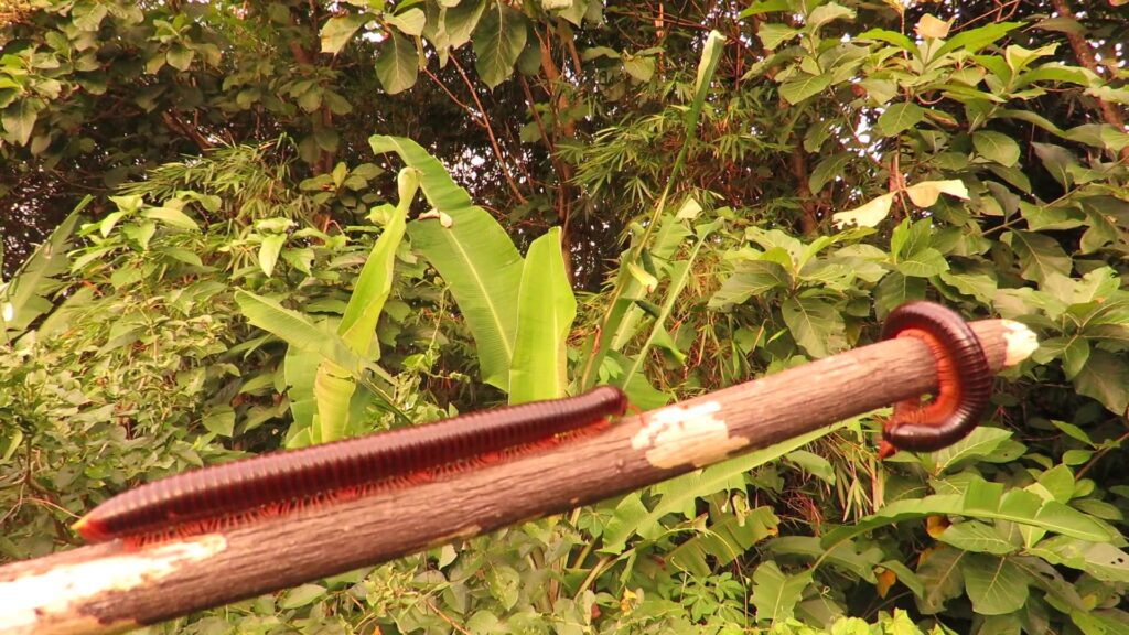 Rusty Millipede