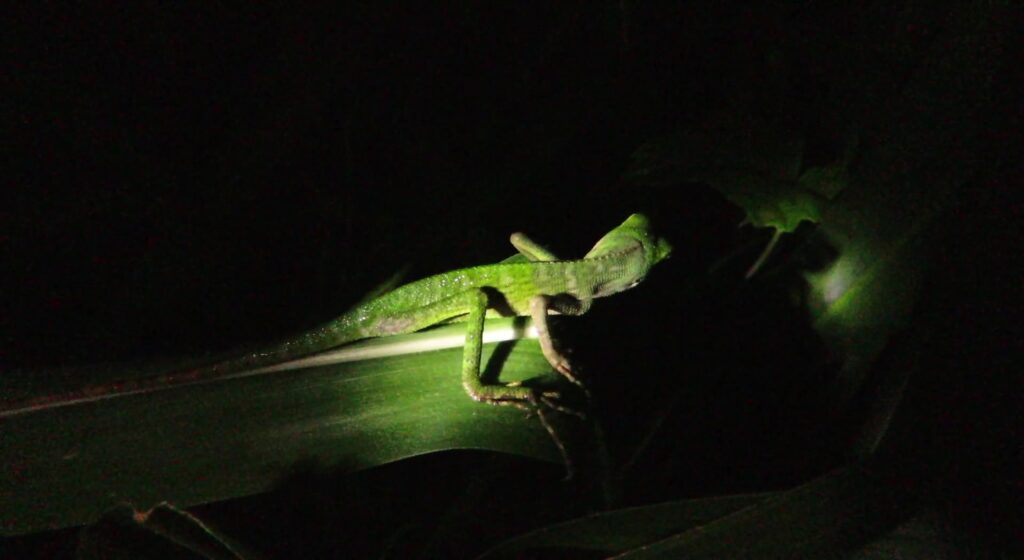 Southeast Asian Green Forest Lizards