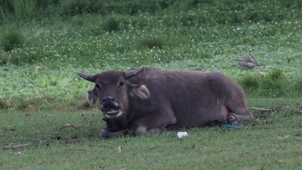 Water Buffaloes and Anoas