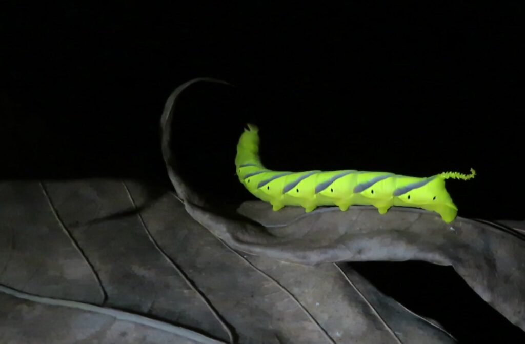 Death's-head Hawkmoths