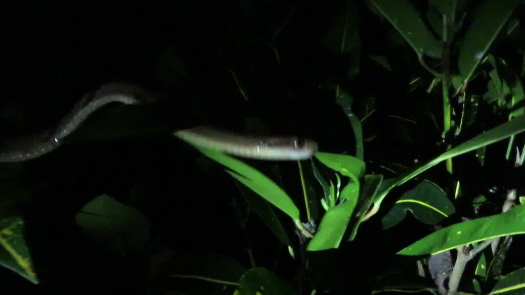 Dog-toothed Cat Snake