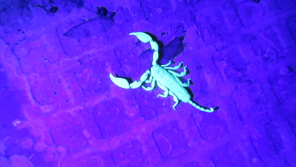 Family Hormuridae