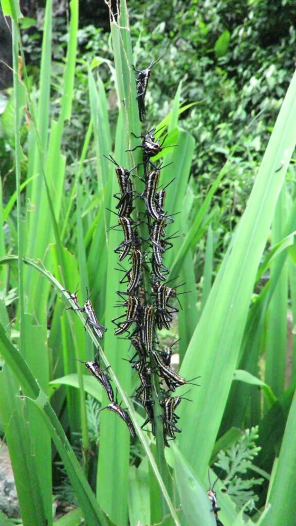Genus Aularches
