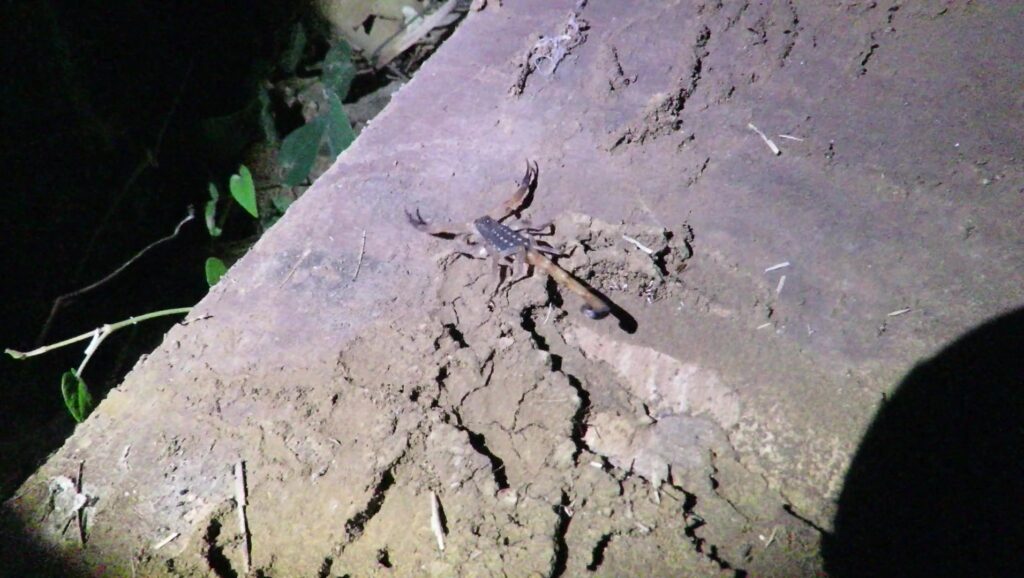 Forest Thicktail Scorpions