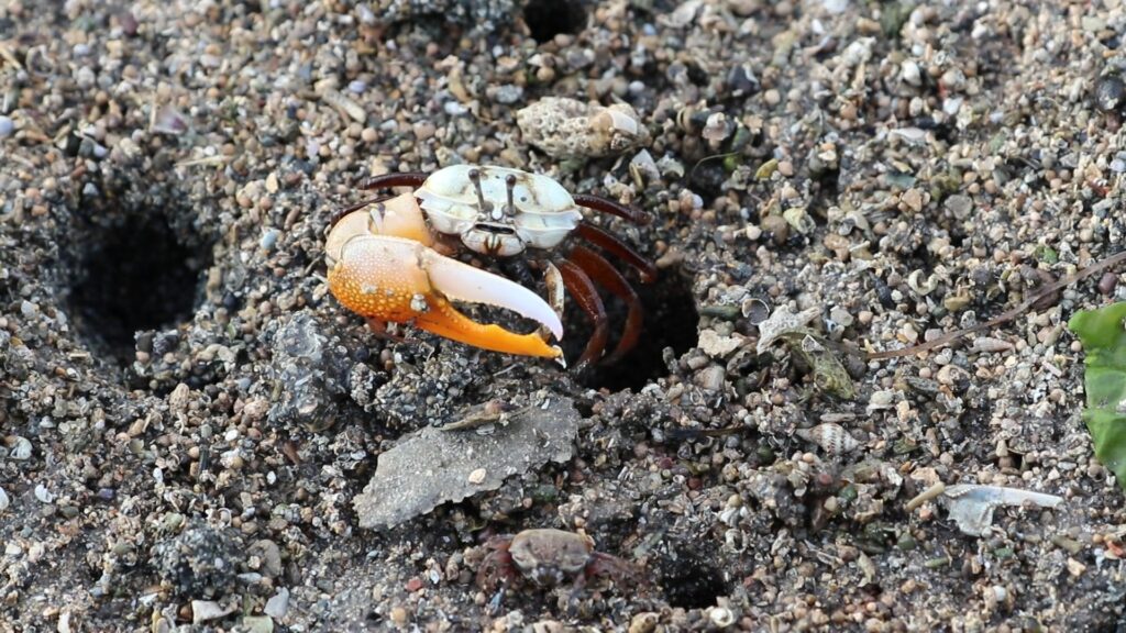Ring-legged Fiddler Crab