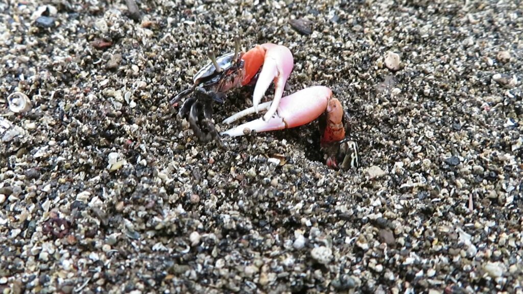 Ring-legged Fiddler Crab