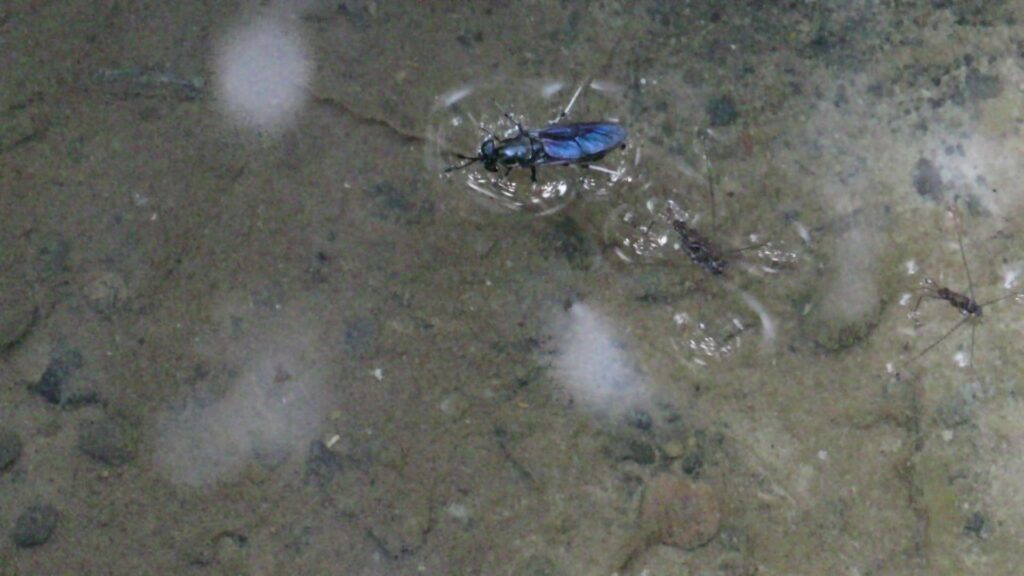 Genus Hermetia