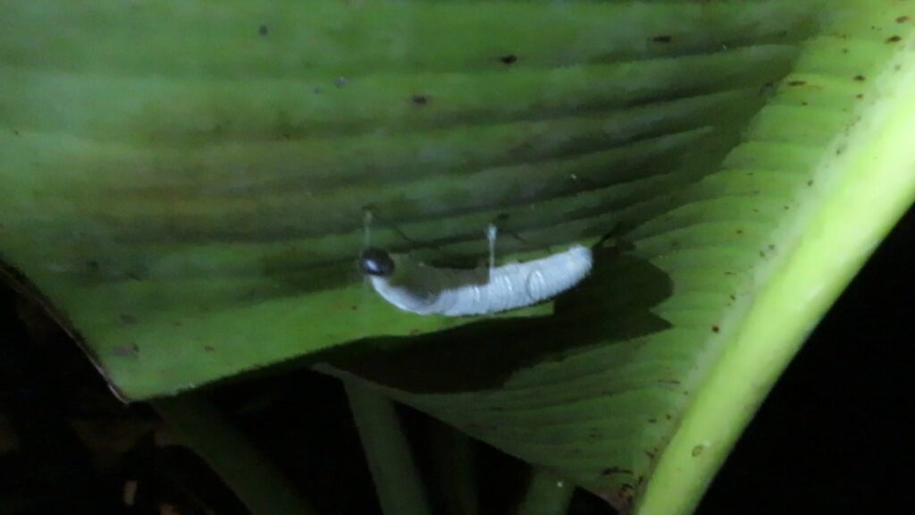 Genus Erionota