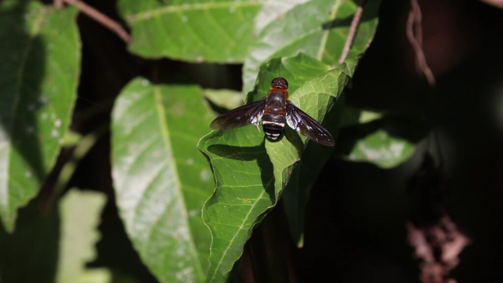 Genus Ligyra