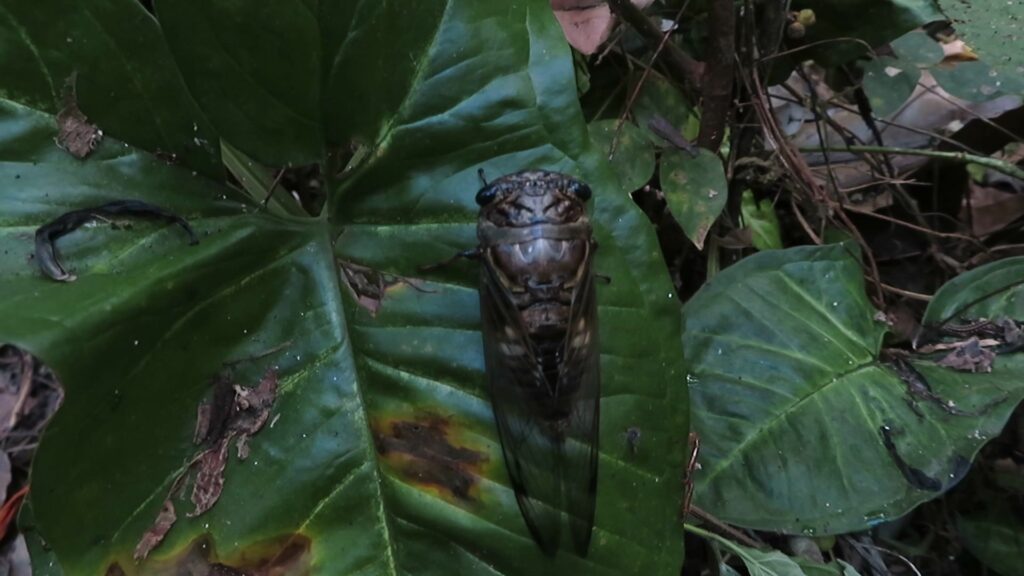 Genus Cryptotympana