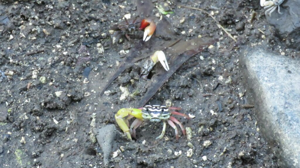 Ring-legged Fiddler Crab