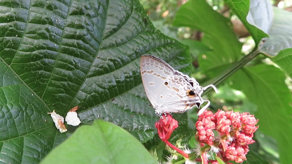 Genus Hypolycaena
