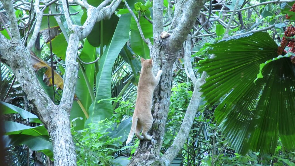 Domestic Cat