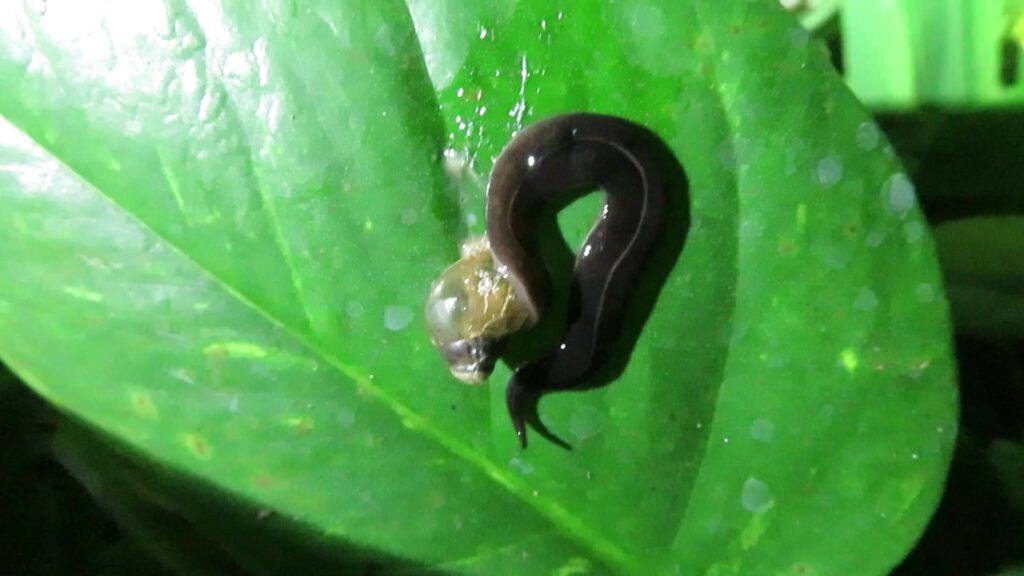 Genus Platydemus