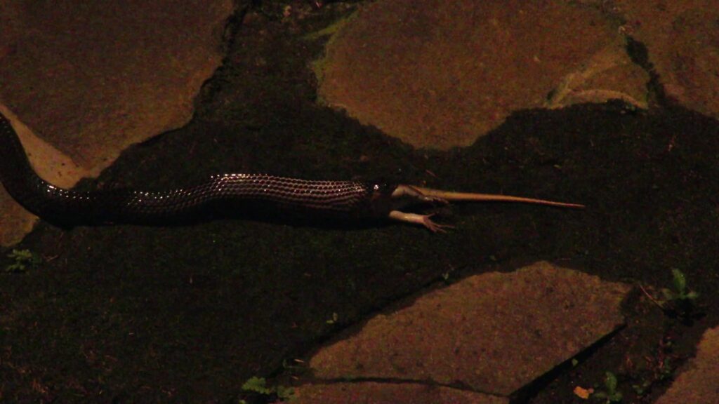 Malayan Krait