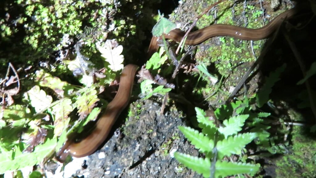 Hammerhead Worms