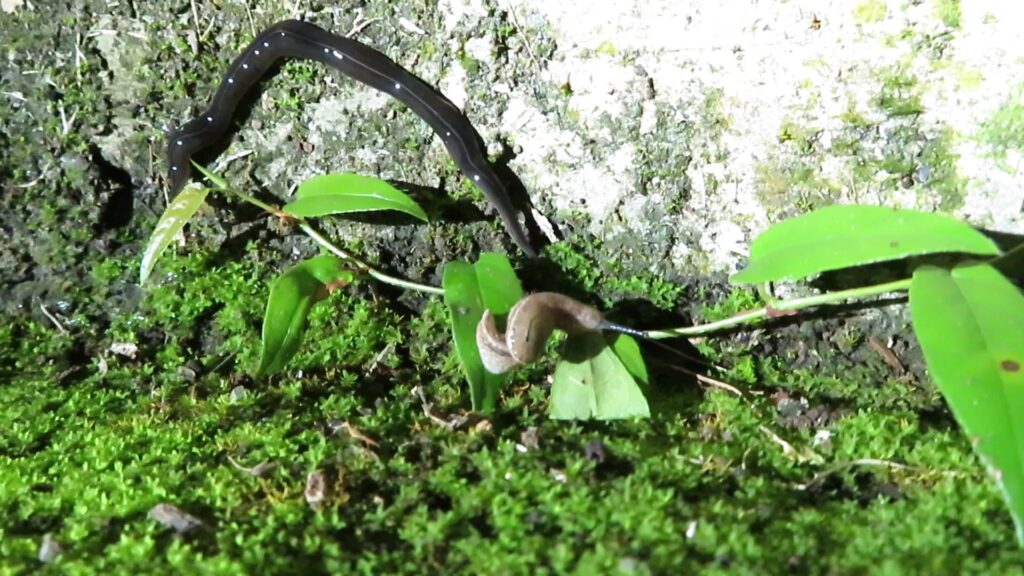 Genus Platydemus