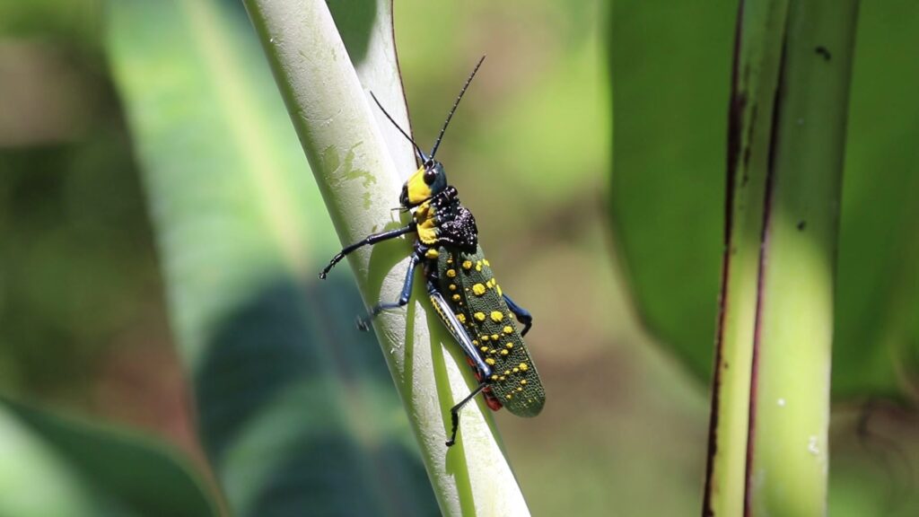 Genus Aularches