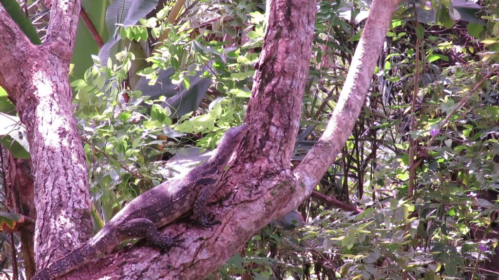 Common Water Monitor