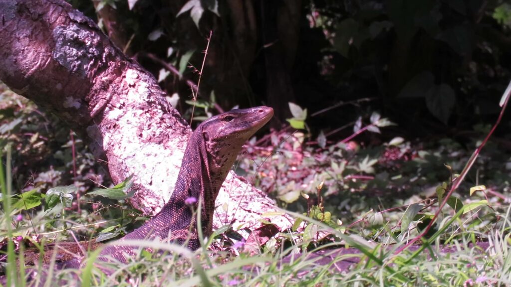 Common Water Monitor