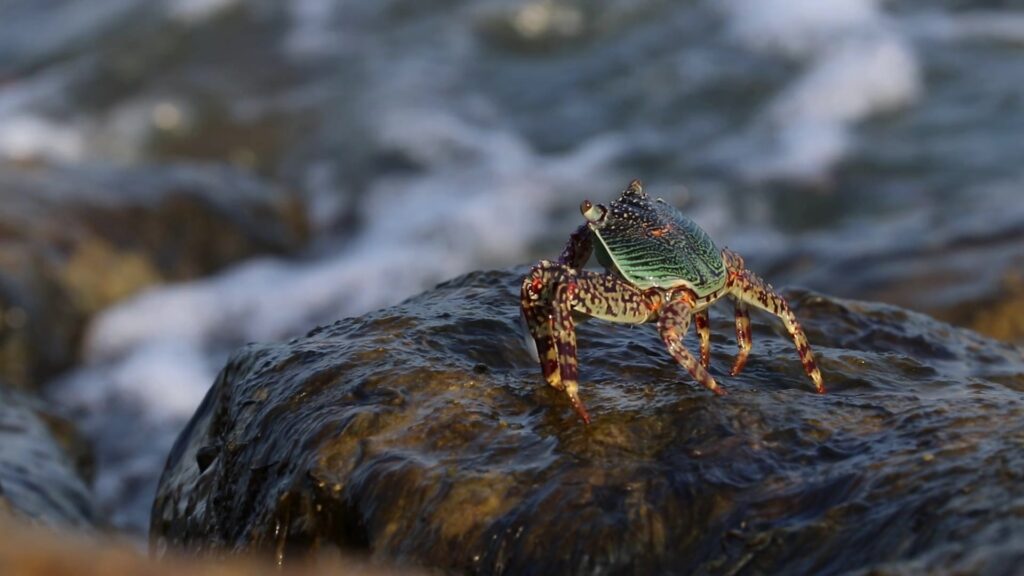 Mottled Lightfoot Crab