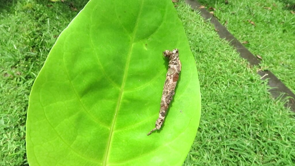 Bagworm Moths