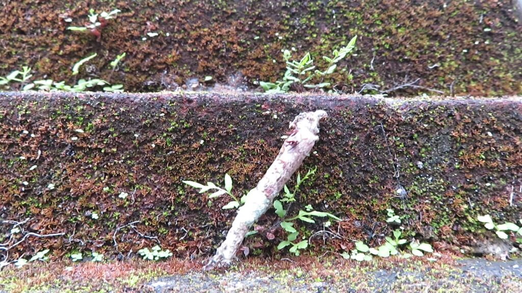 Bagworm Moths