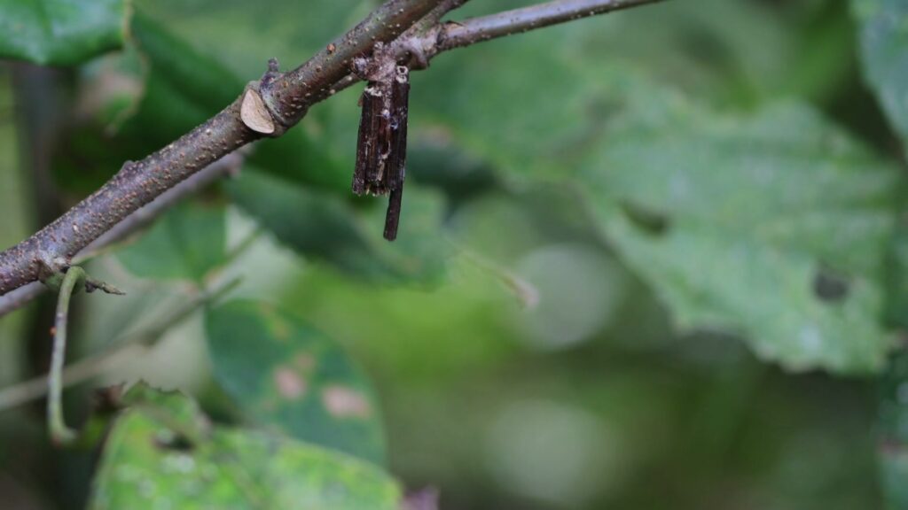 Bagworm Moths