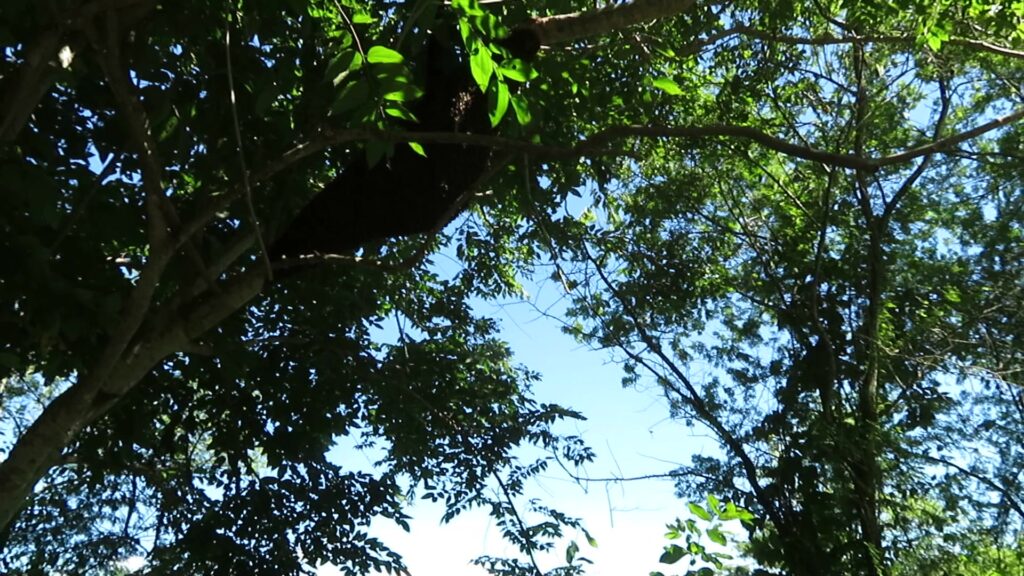 Honey Bees
