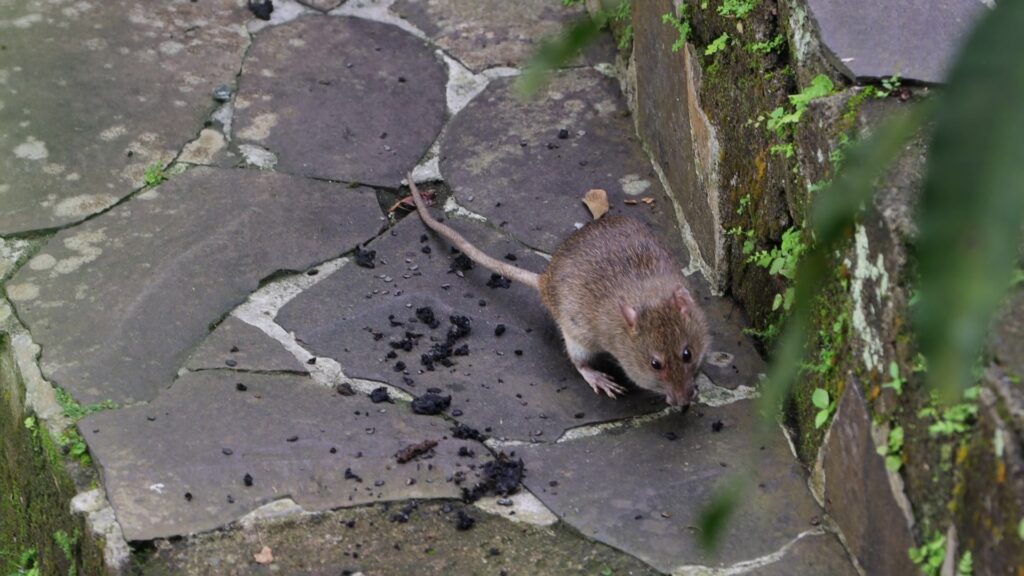 Old World Rats