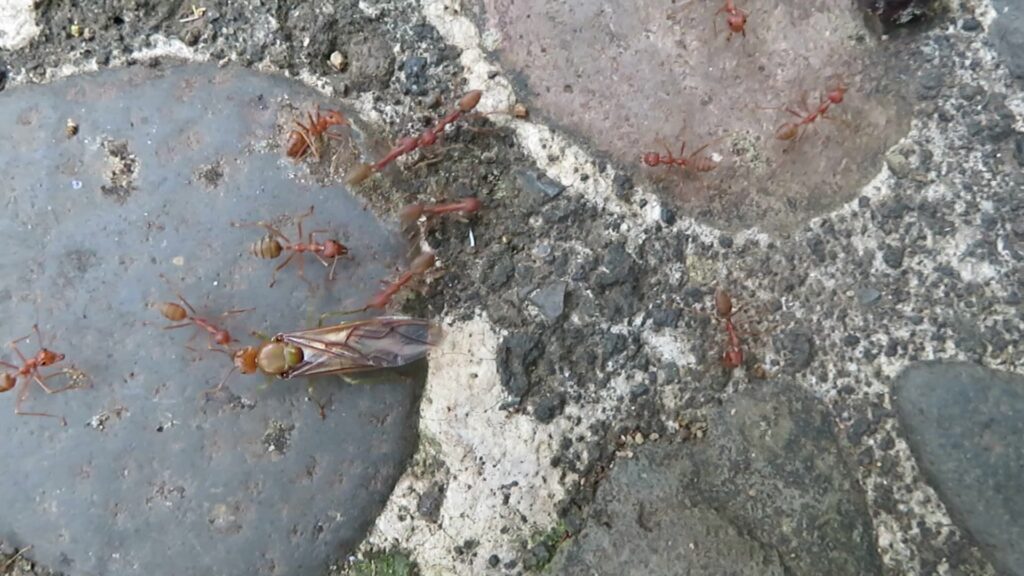 Typical Weaver Ants