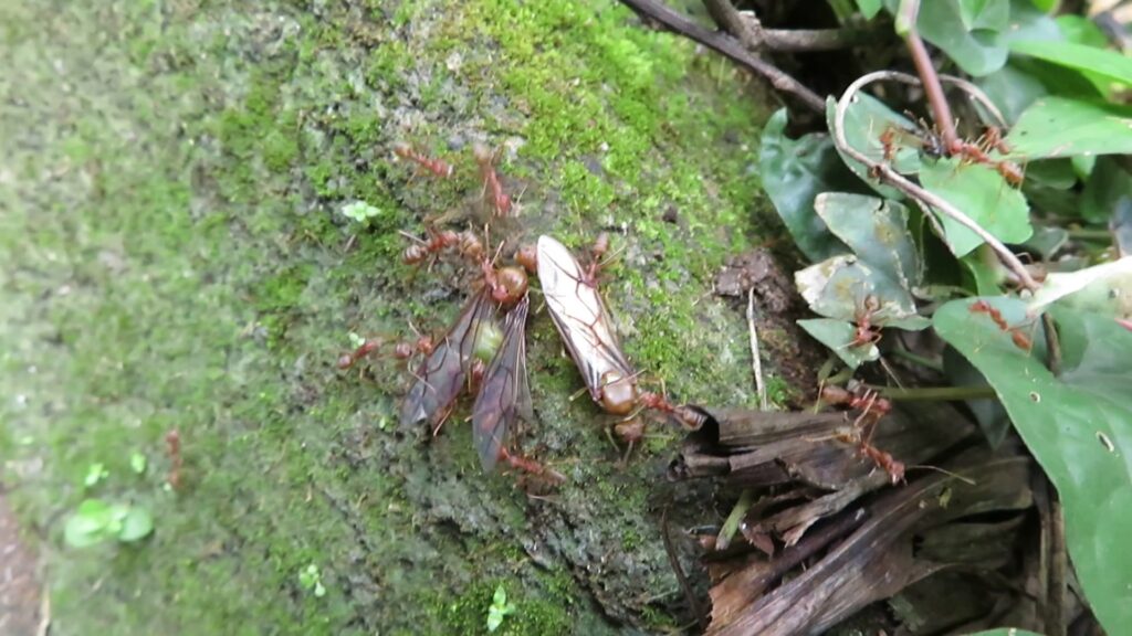 Typical Weaver Ants