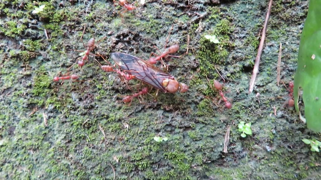 Typical Weaver Ants