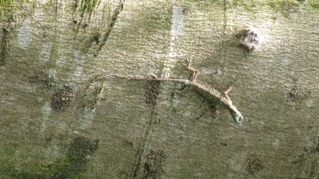 Gliding Lizards
