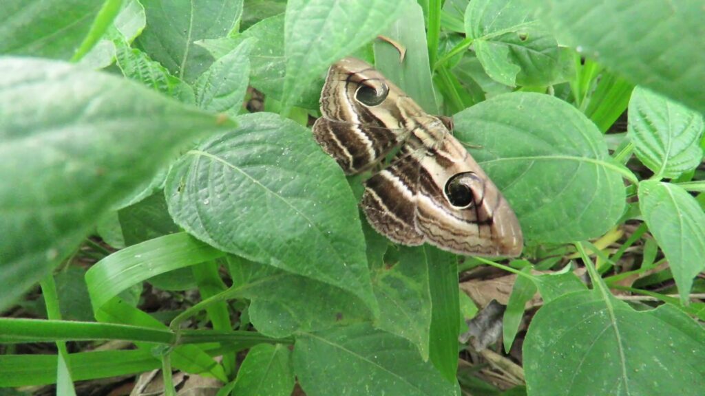 Genus Spirama
